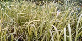 Calamagrostis x acutiflora 'England' Вейник тростниковый